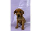 Adopt Opal a Brittany Spaniel, Mixed Breed
