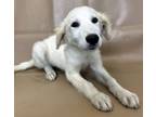 Adopt Eva a Great Pyrenees, Standard Poodle