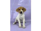 Adopt Onya a Brittany Spaniel, Mixed Breed
