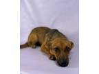 Adopt Lulu a Shih Tzu, Mixed Breed