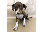 Adopt Lindy a Feist, Mixed Breed