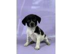 Adopt Olive a Brittany Spaniel, Mixed Breed