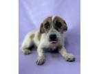 Adopt London a Shih Tzu, Mixed Breed
