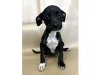 Adopt Lauren a Feist, Mixed Breed