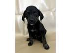 Adopt Imani a Beagle, Mixed Breed