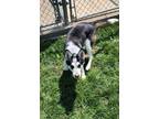 Adopt Sawyer a Husky, Mixed Breed