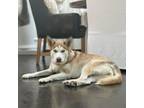 Adopt Zelda a Husky