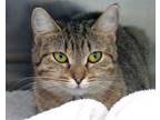 Adopt Holland a Domestic Short Hair
