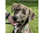 Adopt Bloom a Terrier