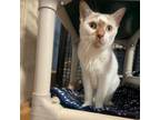 Adopt Nala a Domestic Short Hair
