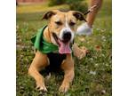 Adopt Tracy a Boxer, Black Mouth Cur