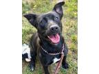 Adopt Ruthie a Pit Bull Terrier, Mixed Breed
