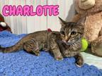 Adopt Charlotte a Domestic Short Hair