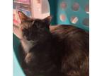 Adopt Ophelia a Domestic Short Hair