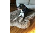 Adopt Buffy a Mixed Breed