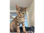Adopt Sugar a Domestic Medium Hair, Domestic Short Hair