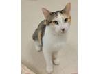 Adopt Pisces a Domestic Short Hair
