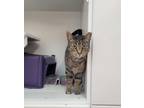 Adopt Kit a Domestic Short Hair