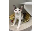 Adopt Sewer AKA Sue a Domestic Short Hair
