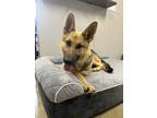 Adopt Cady a German Shepherd Dog, Mixed Breed