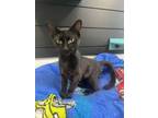 Adopt Dakota a Domestic Short Hair