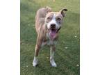 Adopt Sugar a Mixed Breed