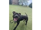 Adopt Gracie a Mixed Breed