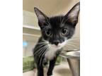 Adopt Margo a Domestic Short Hair