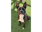 Adopt Rumor a Pit Bull Terrier
