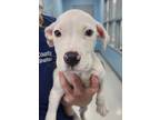 Adopt Pebbles Tootsie* a Pit Bull Terrier, Mixed Breed