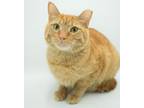 Adopt Lulabell a Domestic Short Hair