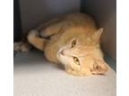 Adopt Sella a Domestic Short Hair