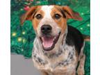 Adopt Biscuit a Beagle, Mixed Breed