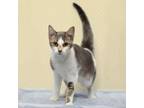 Adopt Charlee a Domestic Short Hair