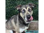 Adopt Lily a Siberian Husky, Mastiff