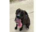 Adopt Jazzlyn a Labrador Retriever