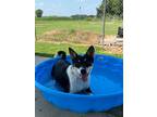 Adopt Xena/Mya a Border Collie
