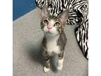 Adopt Fanta a Domestic Short Hair