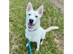 Adopt Velo a German Shepherd Dog