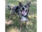 Adopt Pancakes a Catahoula Leopard Dog