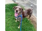 Adopt Victory a Catahoula Leopard Dog