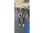 Adopt Tina a Bull Terrier