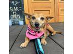 Adopt Cinderella a Dachshund