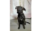 Adopt Mist a Mastiff