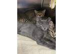 Adopt Shannen a Tabby