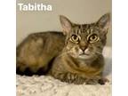 Adopt Tabitha a Domestic Short Hair, Tabby