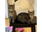 Adopt Lionel and Lila a Domestic Short Hair, Tabby