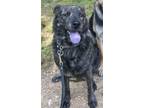 Adopt Cadi a German Shepherd Dog