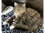 Adopt Bee a Domestic Medium Hair, Tabby