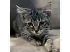Adopt Hailey a Domestic Medium Hair, Tabby